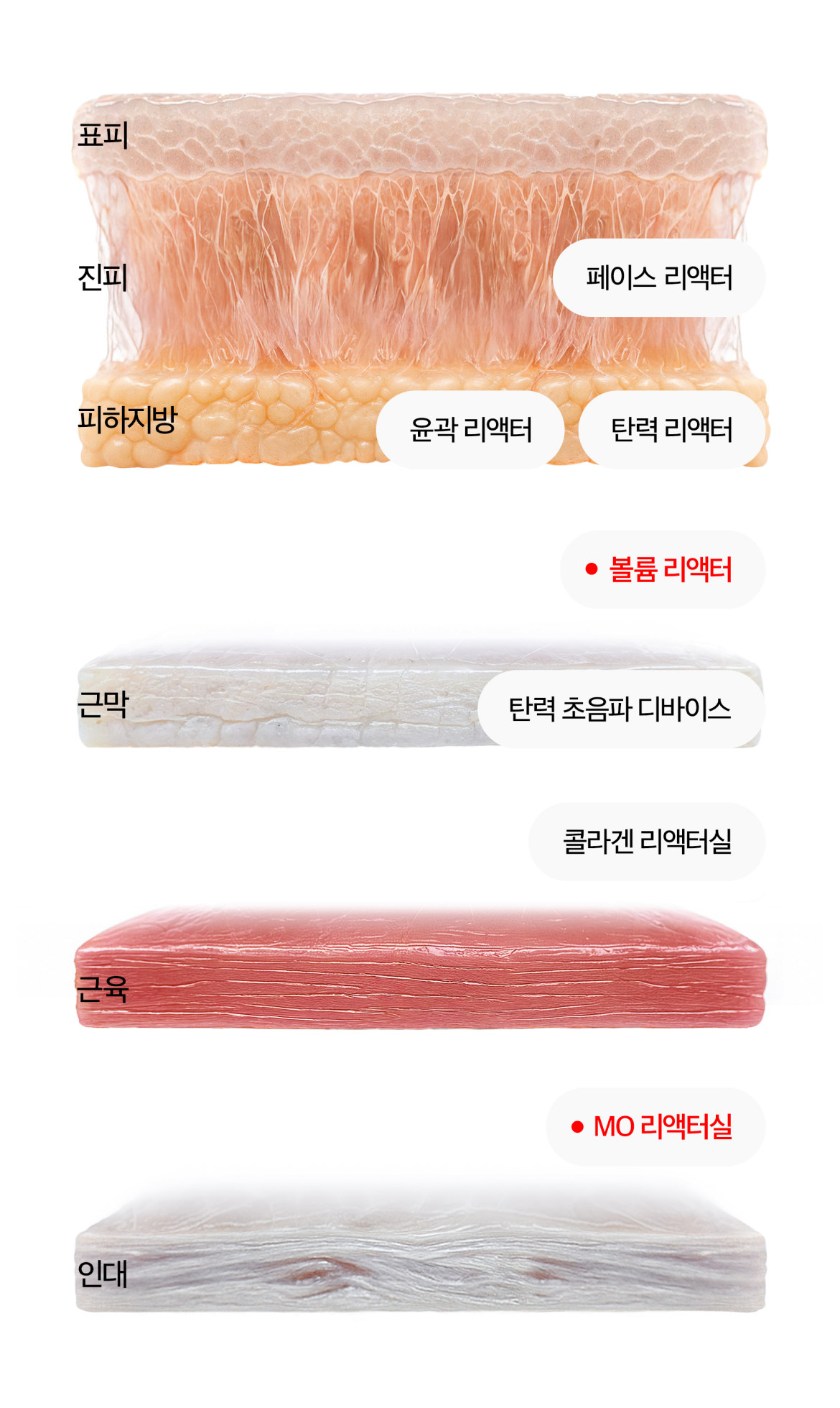 피부 단면도